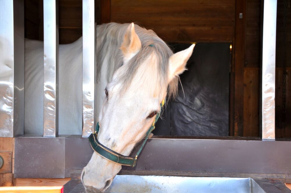 【令和8年 午年】初詣はどこに行く？飛躍と成功を掴む「馬」にゆかりのある最強神社特集[2026年]