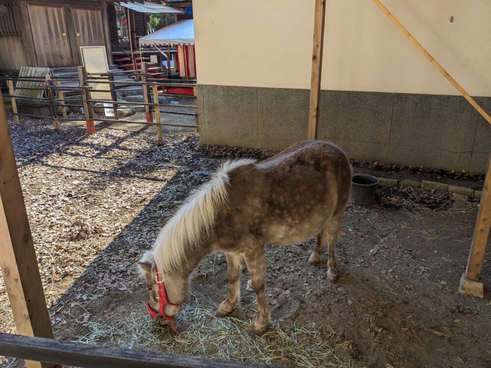 平塚八幡宮　皐月